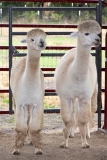 Alpacas!