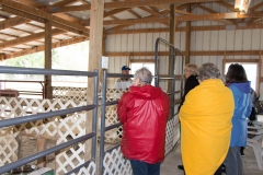 Alpaca farm tour