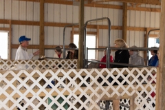 Alpaca farm tour